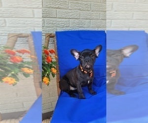 French Bulldog Puppy for sale in INDIANAPOLIS, IN, USA