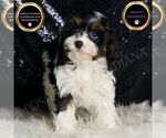 Puppy Cookie F1 Cavapoo