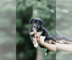 Small #3 Australian Shepherd