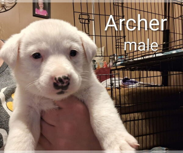 Medium Photo #2 Labrador Retriever-Unknown Mix Puppy For Sale in Aurora, IN, USA