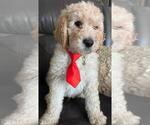 Small Photo #13 Sheepadoodle Puppy For Sale in FONTANA, CA, USA