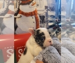 Small Photo #6 French Bulldog Puppy For Sale in SAINT MATTHEWS, SC, USA