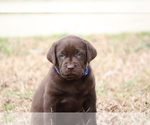 Small #2 Labrador Retriever