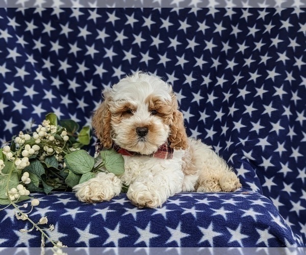 Medium Photo #5 Cock-A-Poo Puppy For Sale in BIRD IN HAND, PA, USA