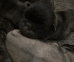 Small #2 Pug
