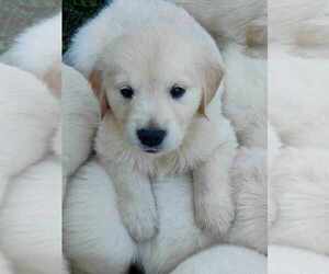 English Cream Golden Retriever Puppy for Sale in STRAFFORD, New Hampshire USA