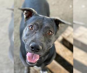 Labrador Retriever-Unknown Mix Dogs for adoption in Riverside, CA, USA