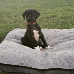 Great Dane Puppy for sale in BALDWIN CITY, KS, USA