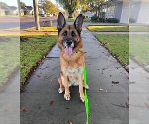German Shepherd Dog Dogs for adoption in Chula Vista, CA, USA