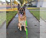 Small German Shepherd Dog