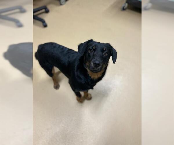 Medium Photo #1 Dachshund-Rottweiler Mix Puppy For Sale in Chula Vista, CA, USA