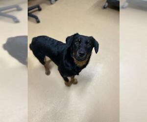 Dachshund-Rottweiler Mix Dogs for adoption in Chula Vista, CA, USA