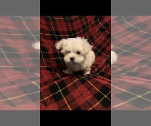 Maltese Puppy for sale in DURHAM, NC, USA