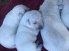 Small Photo #2 Labrador Retriever Puppy For Sale in SULLIGENT, AL, USA