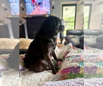 Small #1 Puggle