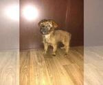 Small #4 Poodle (Toy)