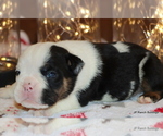 Small Photo #17 English Bulldog Puppy For Sale in WINNSBORO, TX, USA