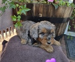 Puppy Maple Aussiedoodle