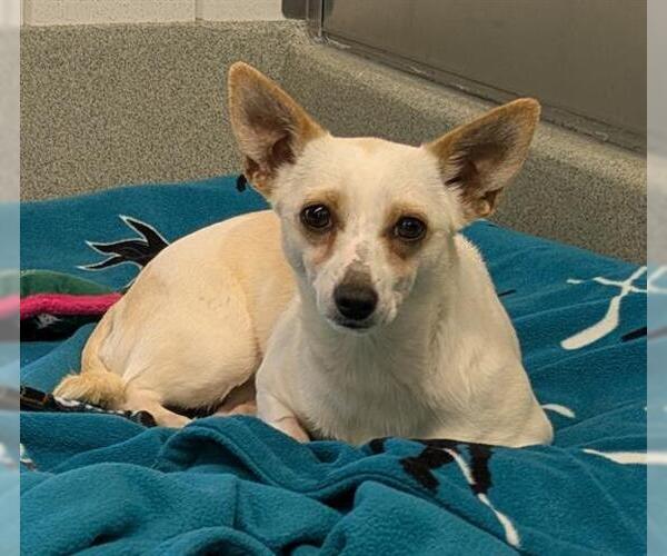 Medium Photo #1 Chihuahua Puppy For Sale in San Martin, CA, USA