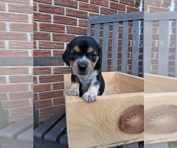 Medium Photo #28 Beagle Puppy For Sale in BLAIRSVILLE, GA, USA