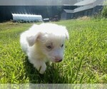 Puppy POLAR Miniature Australian Shepherd