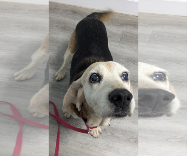 Medium Photo #4 Beagle Puppy For Sale in Dunnellon, FL, USA
