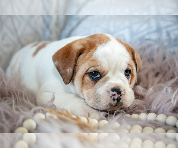 Medium Photo #3 Beabull Puppy For Sale in MILLERSBURG, OH, USA