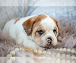 Small #2 Beabull