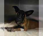 Small #5 Mutt
