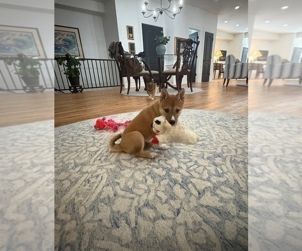 Medium Photo #22 Shiba Inu Puppy For Sale in HARRISONBURG, VA, USA