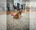 Small #21 Shiba Inu