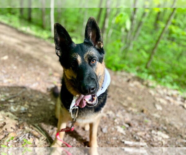 Medium Photo #24 German Shepherd Dog Puppy For Sale in Gloversville, NY, USA