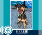 Small #13 Miniature Pinscher Mix