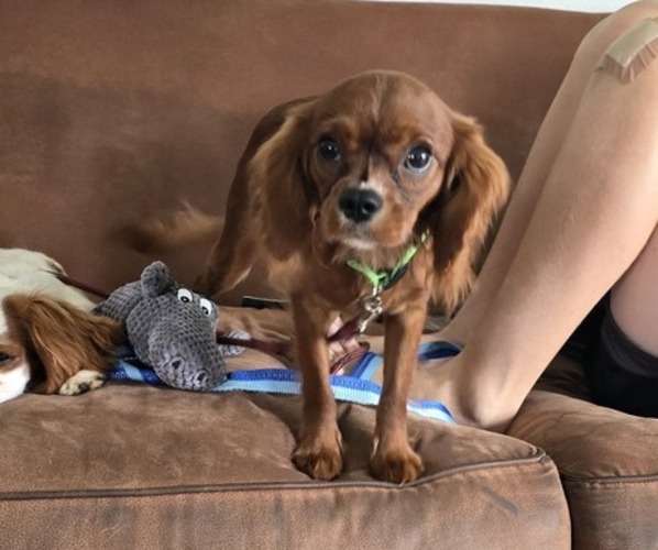 Medium Photo #4 Cavalier King Charles Spaniel Puppy For Sale in SPRING HILL, FL, USA