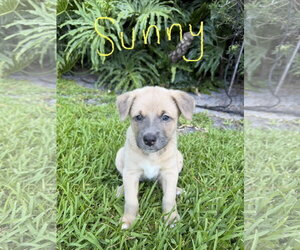 Labrador Retriever-Unknown Mix Dogs for adoption in Royal Palm Beach, FL, USA