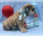 Small #3 English Bulldog