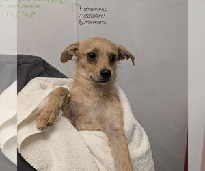 Mutt Dogs for adoption in Chico, CA, USA