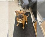 Small American Pit Bull Terrier Mix