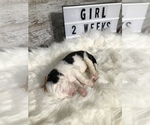 Small Photo #14 Sheepadoodle Puppy For Sale in NIXA, MO, USA