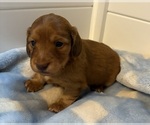 Image preview for Ad Listing. Nickname: Dark Red