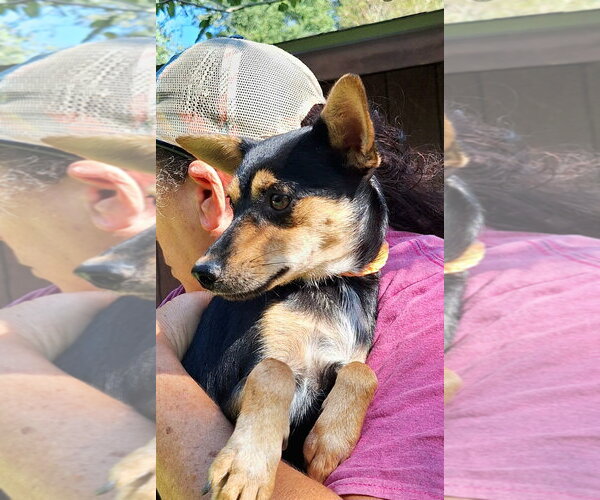 Medium Photo #2 Chiweenie Puppy For Sale in Missouri City, TX, USA