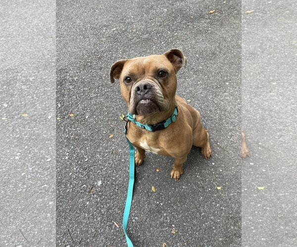 Medium Photo #31 American Bulldog-Unknown Mix Puppy For Sale in Derwood, MD, USA