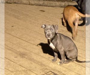 American Staffordshire Terrier Puppy for sale in BELTSVILLE, MD, USA
