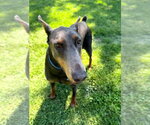 Small #19 Doberman Pinscher
