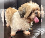 Small #1 Shih Tzu