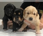 Small Photo #1 Australian Retriever Puppy For Sale in ALLEGAN, MI, USA