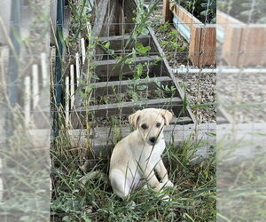 Labrador Retriever-Unknown Mix Dogs for adoption in MIDWAY, UT, USA