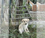 Small Labrador Retriever Mix