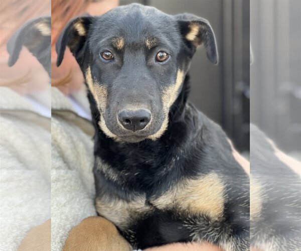Medium Photo #1 Australian Kelpie-Unknown Mix Puppy For Sale in Dana Point, CA, USA