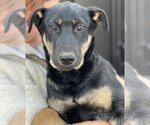 Small Photo #1 Australian Kelpie-Unknown Mix Puppy For Sale in Dana Point, CA, USA